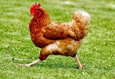 Chicken / 鸡