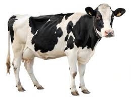 Cow / 牛