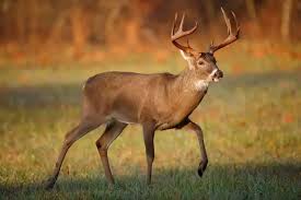 Deer / 鹿