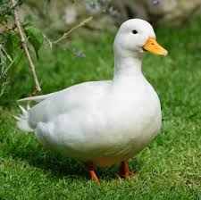 Duck / 鸭子