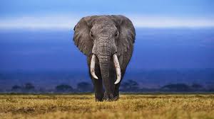 Elephant / 大象