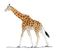 Giraffe / 长颈鹿