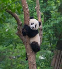 Panda / 熊猫