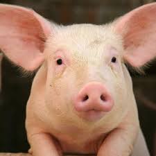 Pig / 猪