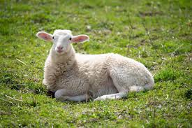 Sheep / 绵羊