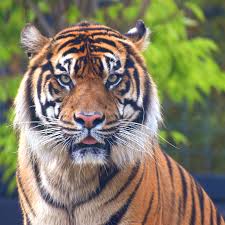 Tiger / 老虎