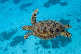 Turtle / 乌龟